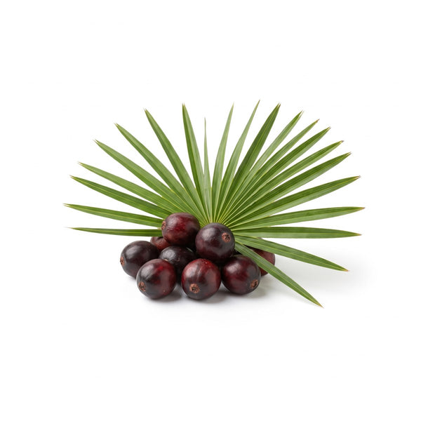 Saw Palmetto
