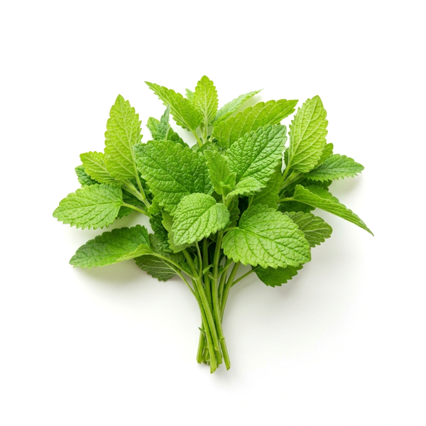 Lemon Balm