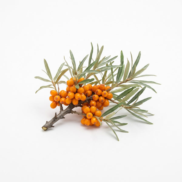 Sea Buckthorn