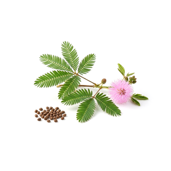 Mimosa pudica
